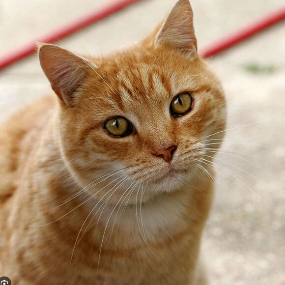 Pepe Foundation - Show 8 - 10/30/2025 - Picture 6 of 7